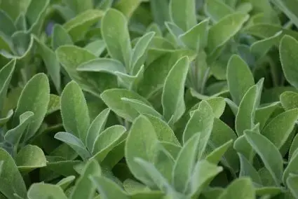 Nieuw binnen | Salie (Salvia officinalis ‘Berggarten‘)
