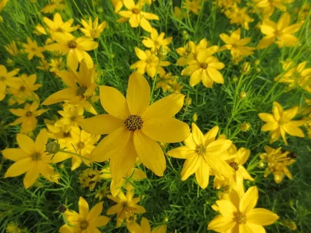 Nog maar enkele beschikbaar - Meisjesogen (Coreopsis verticillata ‘Grandiflora‘)