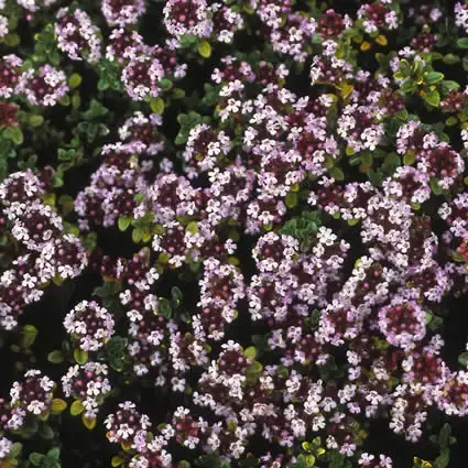 Majoraan/marjolein (Origanum vulgare ‘Compactum‘) - Populair bij klanten