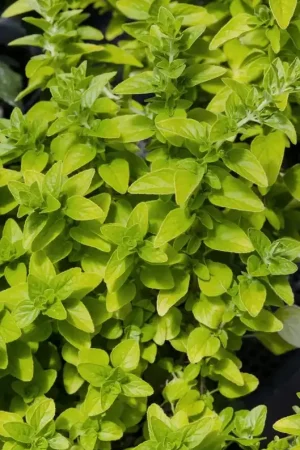 Aanbieding - Majoraan/marjolein (Origanum vulgare ‘Aureum‘)