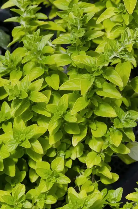 Aanbieding - Majoraan/marjolein (Origanum vulgare ‘Aureum‘)