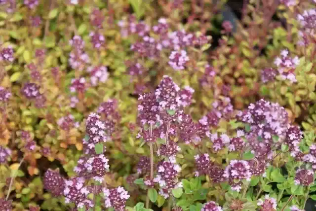 Sale | Tijm (Thymus serpyllum) Bio
