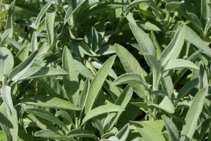Salie (Salvia officinalis) BIO - Scherp geprijsd