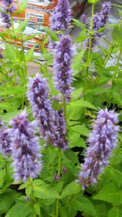 Veel gekozen | Dropplant (Agastache ‘Blue Fortune‘) BIO