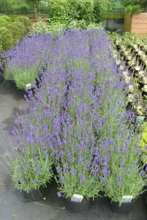 Zojuist toegevoegd | Lavendel kopen? Lavandula angustifolia met groeigarantie en voordelig!