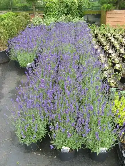 Zojuist toegevoegd | Lavendel kopen? Lavandula angustifolia met groeigarantie en voordelig!