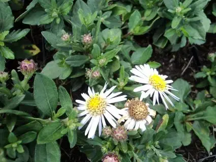 Direct kopen | Aster (Aster ageratoides ‘Asmo‘)