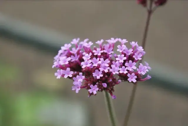Aanbieding loopt bijna af - IJzerhard kopen? Verbena bonariensis met Groeigarantie!