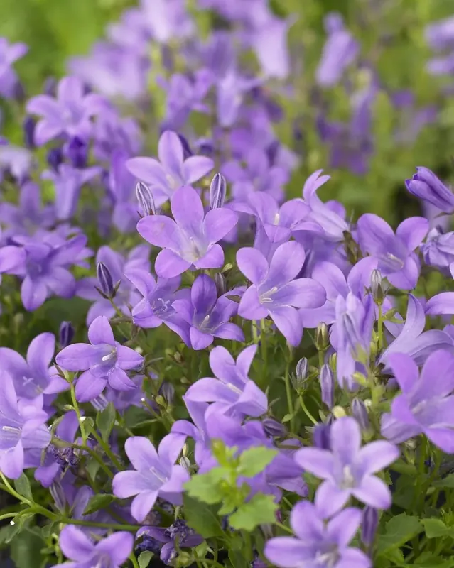 Klokje (Campanula portenschlagiana) | Nieuwe release