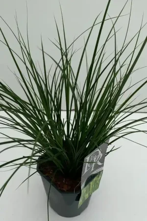 Zegge (Carex oshimensis ‘Magic Green‘) - Spoedlevering