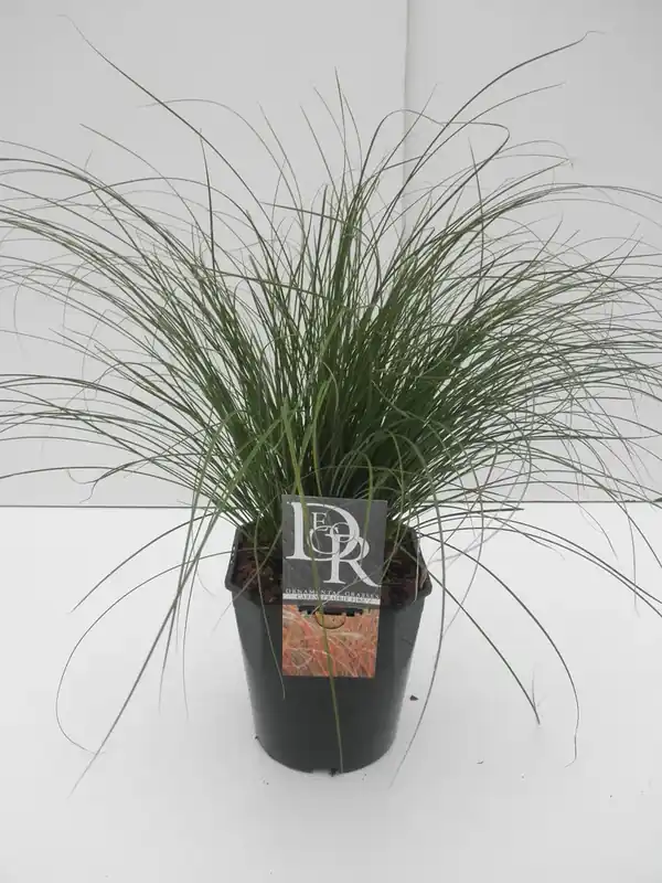 Scherp geprijsd - Zegge (Carex ‘Prairie Fire‘)