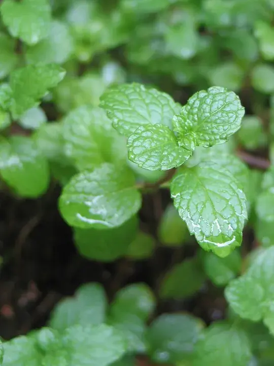 Nieuw in het assortiment - Groene Munt (Mentha spicata)