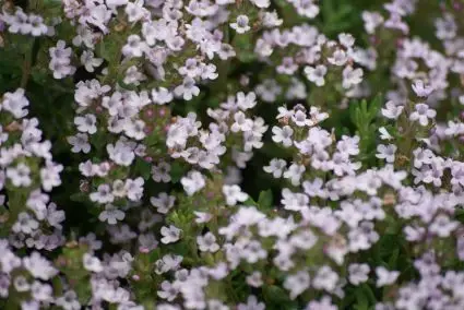 Echte tijm (Thymus vulgaris) - Premium