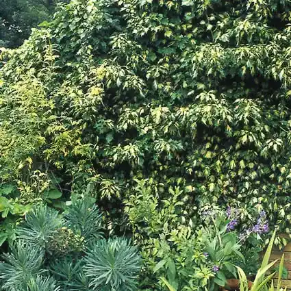 Klimop (Hedera helix ‘Goldheart‘) | Scherpe prijs