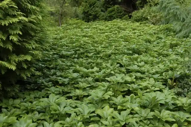 Direct van de fabrikant - Pachysandra (Pachysandra terminalis)
