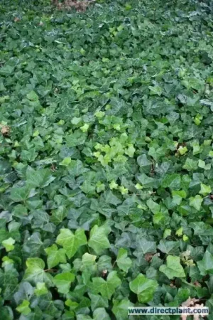 Voordelig | Grootbladige klimop kopen? Hedera hibernica met Groeigarantie!