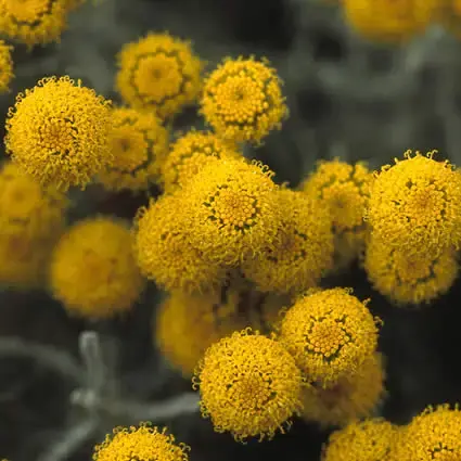 Heiligenbloem (Santolina chamaecyparissus) | Online kopen