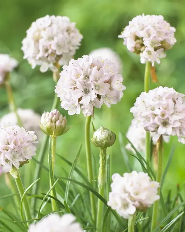 Engels gras (Armeria maritima ‘Alba‘) - Actieprijs