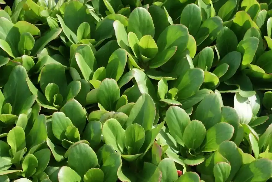 Schoenlappersplant (Bergenia ‘Bressingham White‘) - Nieuw in het assortiment