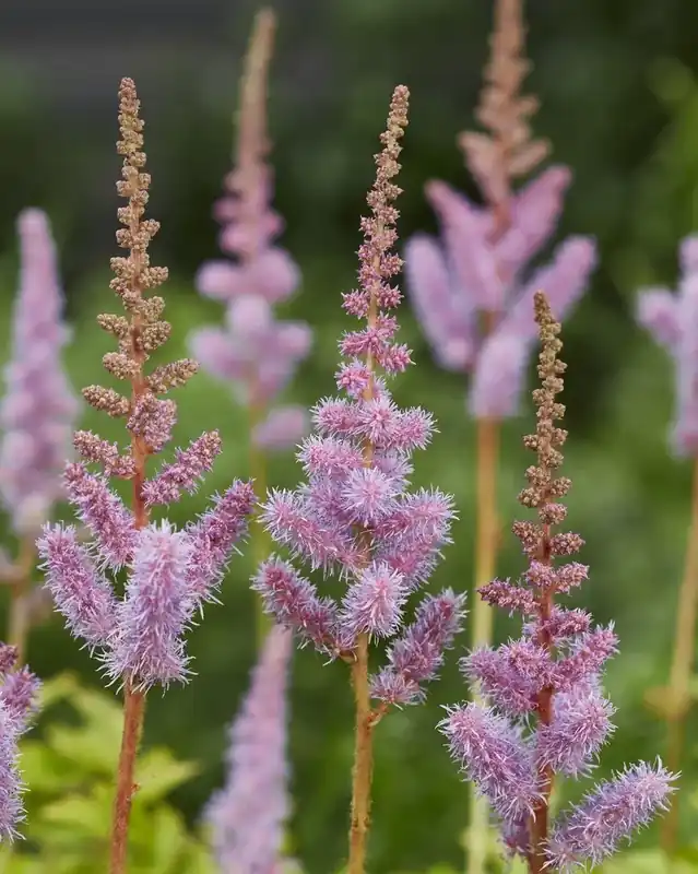 Spirea (Astilbe chinensis ‘Pumila‘) | Deal