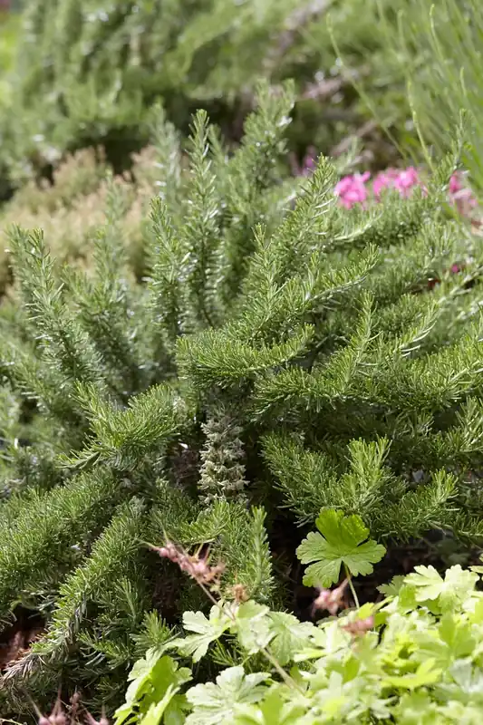 Rozemarijn (Rosmarinus officinalis ‘Prostratus‘) - Trending