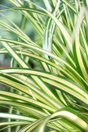Zojuist toegevoegd | Zegge (Carex oshimensis ‘Evergold‘)