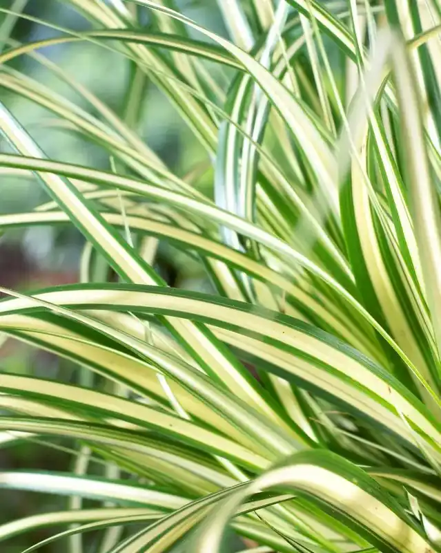 Zojuist toegevoegd | Zegge (Carex oshimensis ‘Evergold‘)