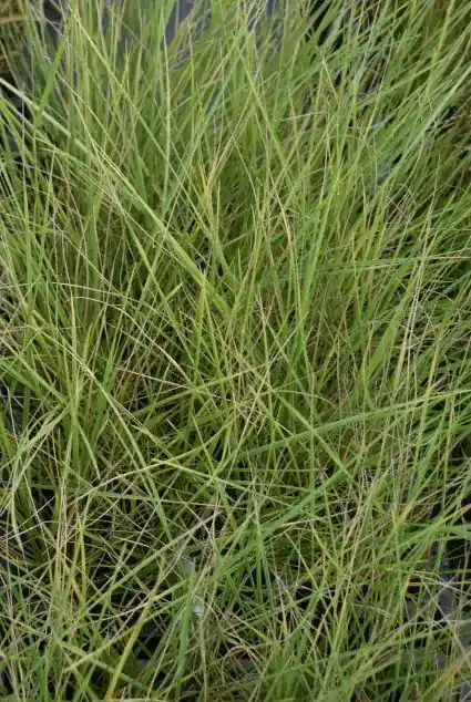 Zwenkgras (Festuca mairei) | Beste prijs