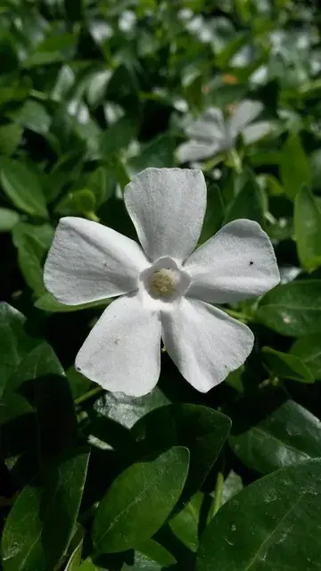 Mis het niet - Kleine maagdenpalm kopen? Vinca minor Gertrude Jekyll - bodembedekker