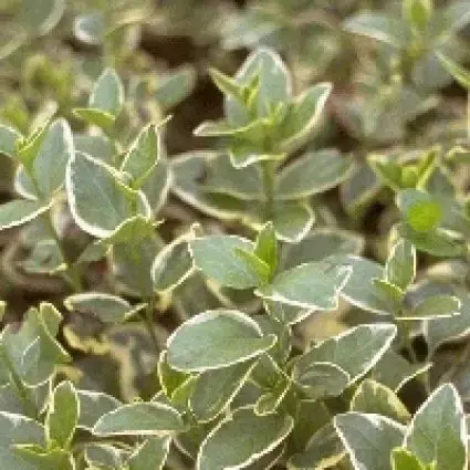 Grote maagdenpalm (Vinca major ‘Variegata‘) | Koop vandaag