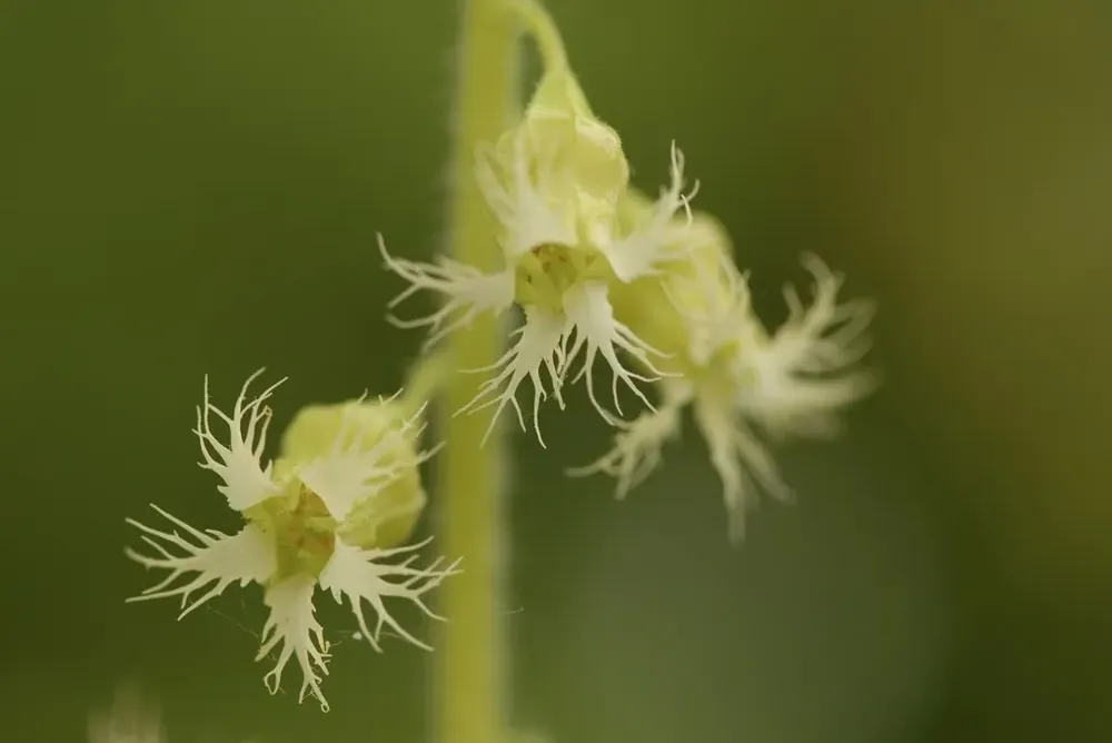 Veilig winkelen | Mijterloof (Tellima grandiflora)