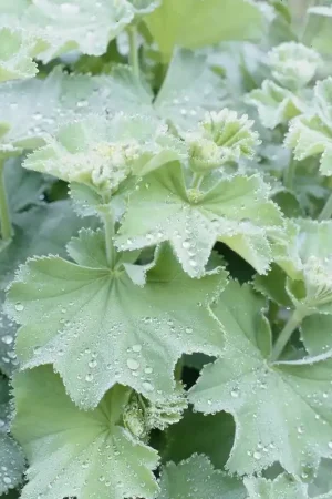 Vrouwenmantel kopen? Alchemilla mollis met groeigarantie | Nieuw product