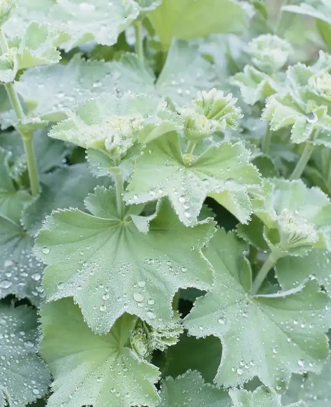 Vrouwenmantel kopen? Alchemilla mollis met groeigarantie | Nieuw product