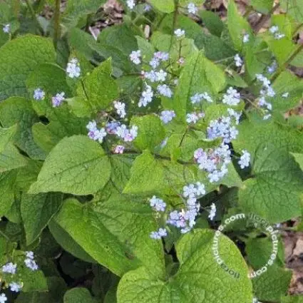 Hoge kwaliteit | Kaukasische vergeet-mij-niet (Brunnera macrophylla)
