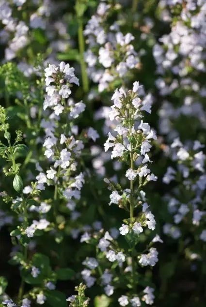 Online bestellen | Steentijm (Calamintha nepeta nepeta)