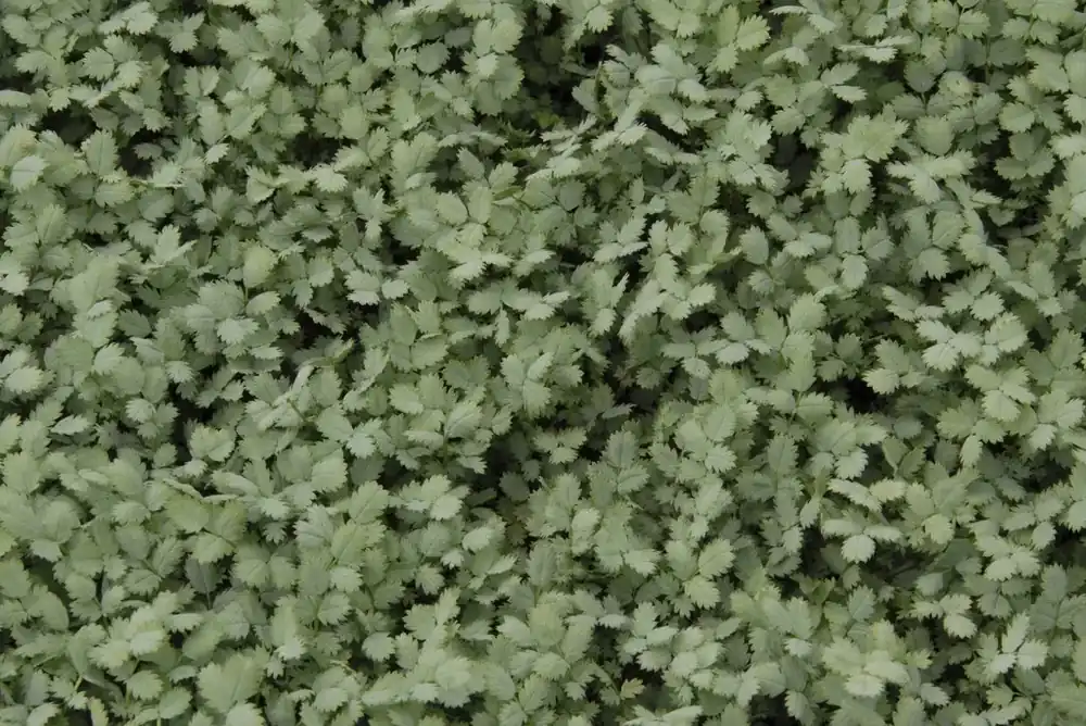 Stekelnootje (Acaena buchananii) | Veilig betalen