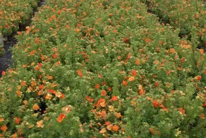 Ganzerik (Potentilla fruticosa ‘Red Ace‘) - Mis het niet