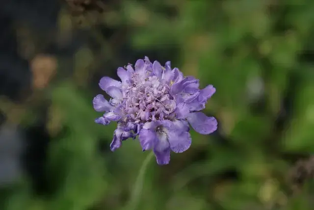 Nog enkele stuks - Duifkruid/schurftkruid (Scabiosa columbaria ‘Butterfly Blue‘) BIO