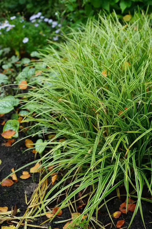 Trending | Zegge (Carex morrowii ‘Ice Dance‘) BIO