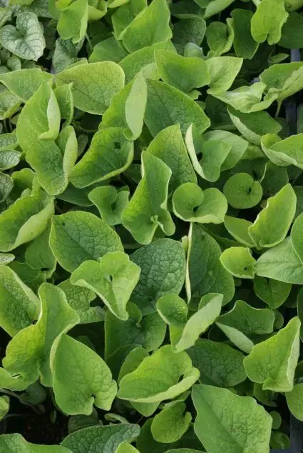 Net toegevoegd - Kaukasische vergeet-mij-niet (Brunnera macrophylla) BIO