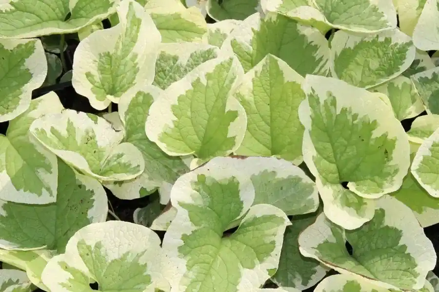 Kaukasische vergeet-mij-niet (Brunnera macrophylla ‘Variegata‘) BIO | Laatste kans