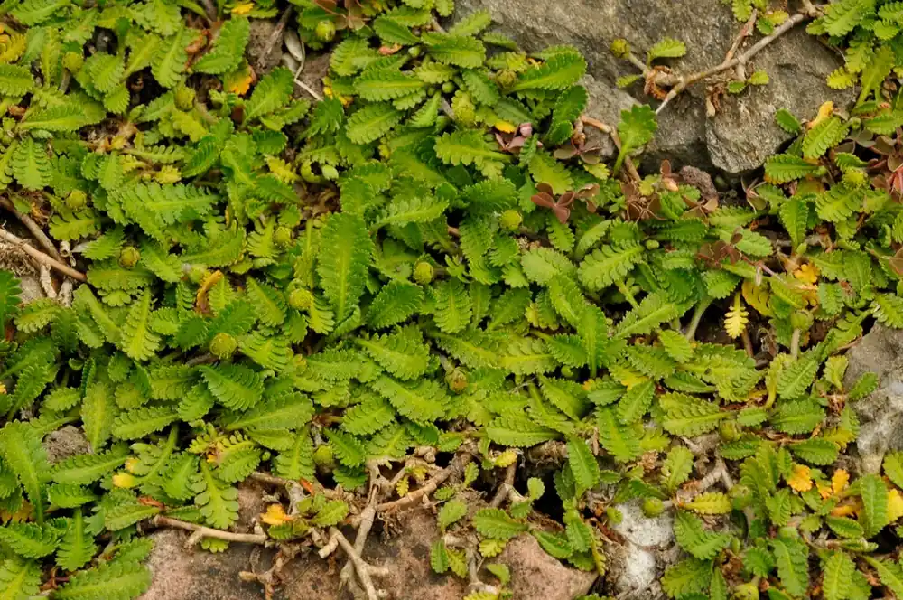Koperknoopje (Leptinella dioica) - Opruiming