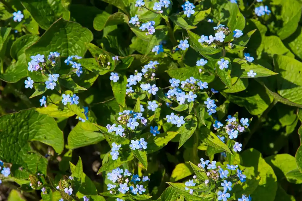 Siberisch vergeet-mij-nietje (Brunnera sibirica) | Nieuw product