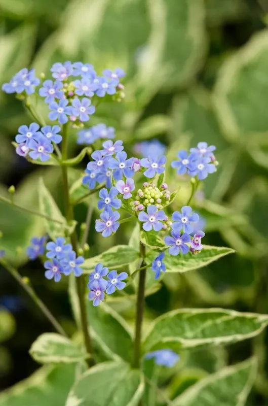 Kaukasische vergeet-mij-niet (Brunnera macrophylla ‘Hadspen Cream‘) - Flitsaanbieding