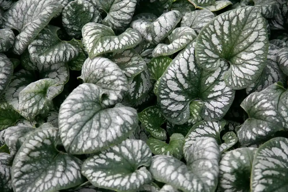 Voordeelprijs | Kaukasische vergeet-mij-niet (Brunnera macrophylla ‘Emerald Mist‘)