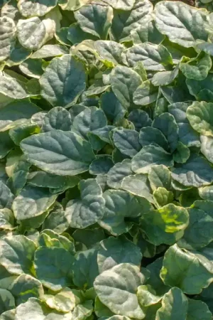 Actie loopt bijna af - Zenegroen (Ajuga reptans ‘Variegata‘)