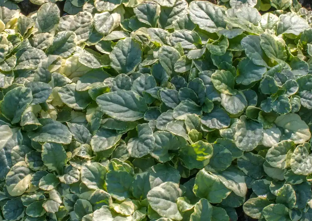 Actie loopt bijna af - Zenegroen (Ajuga reptans ‘Variegata‘)