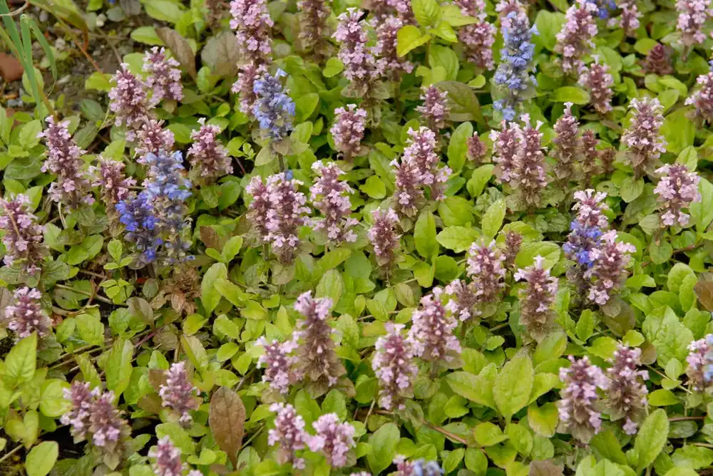 Bestelbaar - Zenegroen (Ajuga reptans ‘Rosea‘)