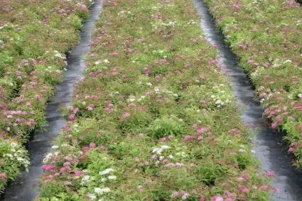 Spierstruik (Spiraea japonica ‘Genpei‘ (Shirobana)) | Laatste stuks