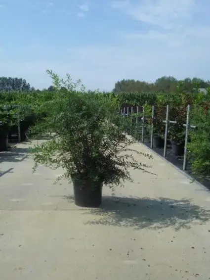 Nieuw product | Spierstruik (Spiraea cinerea ‘Grefsheim‘)